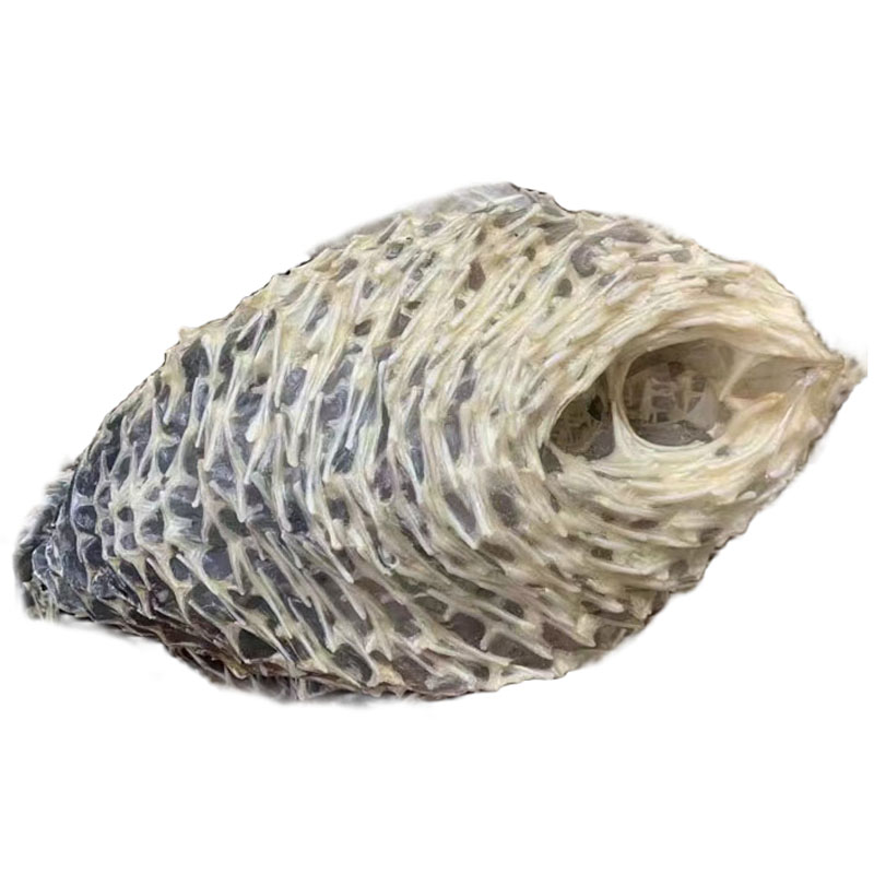 Natural large spiny turtle skin, spiny turtle skin, dolphin skin, sea urchin skin, fish spines, sea thorns, dried seafood, soup for stomach nourishment