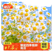 Flower seeds small daisies flower pots four-season flowering potted seedlings sunflower seeds chamomile flowers gypsophila