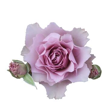 Pink purple fragrant rose shrub old gardener