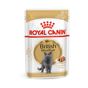 Royal british shorthair trial kit