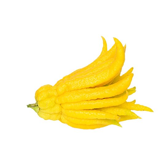 Freshly picked Jinhua Bergamot fruits are available for viewing