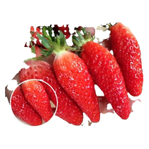 Banana strawberry potted edible large seedlings with fruits for four seasons cream fruit tree seedlings indoor plants grown in the north and south