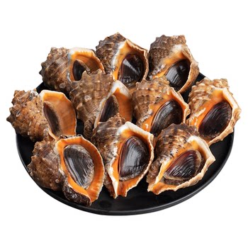 Conch fresh extra large fresh sea caught extra large