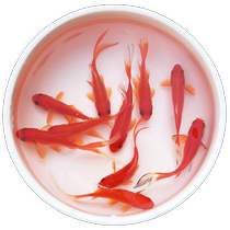 Grass goldfish live koi crucian carp live ornamental fish freshwater fish cold water fish small fry red crucian carp small goldfish