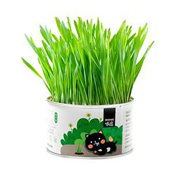 Cat Grass Potted Cat Mint Snacks Hair Cream Hair Balls Cat Grass Sticks Cat Supplies Wheat Seed Hydroponic Box