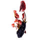 Aquatic plants, red water lily plant in the background of the fish tank