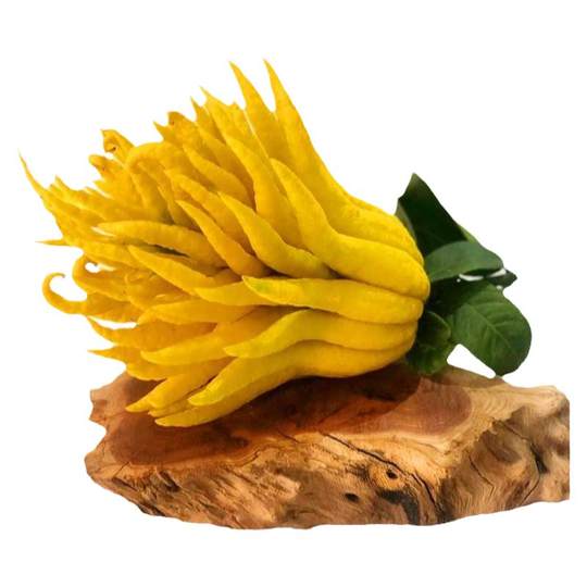 Freshly picked golden bergamot with branches and water to grow for ornamental purposes