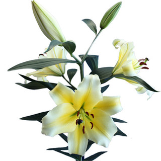 Imported lily bulbs four-season package with flowering version