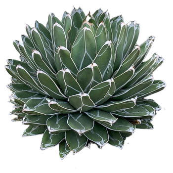 Agave plant world snow succulents