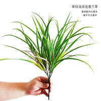 Одиночная светло-зеленая орхидея для ландшафтного дизайна.