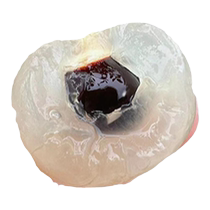 Shixia longan tree longan tree Chuliang grafted large longan sapling potted plant in the north and south potted plant in the ground and the same years results