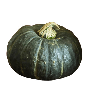 Richard huihe no. 1 beibei pumpkin