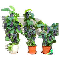 Grape vine Jufeng grape seedling sunshine rose potted fruit tree fruit seedling climbing vine king cold-resistant in all seasons in the north and south