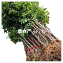 Jujube saplings seedless crispy jujubes winter jujubes cold-resistant varieties ground-planted in courtyards suitable for planting packages in the north and south to survive winter jujube trees