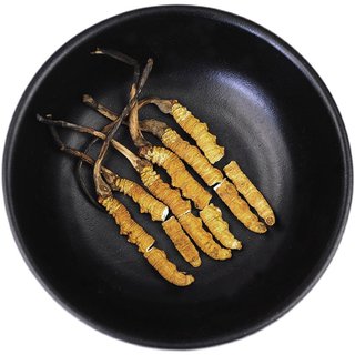 Authentic wild Cordyceps sinensis in Nagqu, Tibet