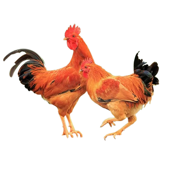 Dr. yang's wannan free-range native chickens and broilers