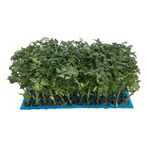 Red dwarf tomato seedlings cherry tomato seedlings potted cherry tomato seedlings four-season balcony tomato seedlings