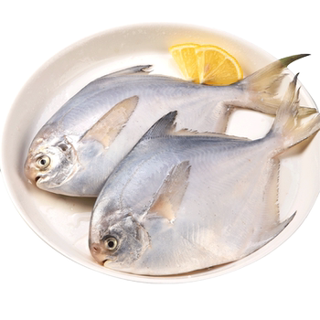 Pomfret, fresh frozen silver pomfret, fresh seafood, aquatic products, sea-caught flat fish, white pomfret, extra large non-jinchang fish