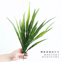 Твердые темно-зеленые листья гладиолуса.