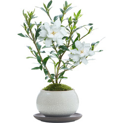 Small-leaf gardenia four-season potted plant indoor easy-to-grow office desktop with bonsai buds blooming small green plants