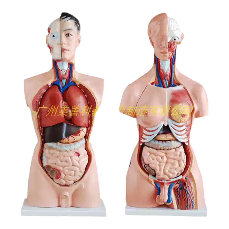 人体解剖模型器官可拆卸医学教学心脏内脏模型玩具躯干系统结构图