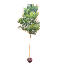 Golden nanmu saplings authentic golden nanmu saplings precious saplings small leaf Zhennan golden nanmu saplings nanmu saplings