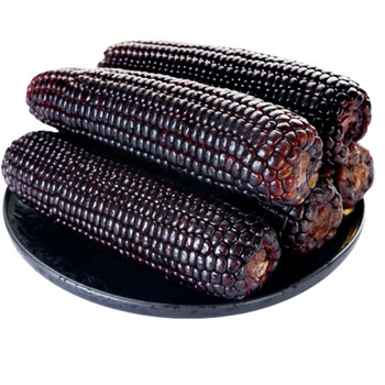 2025 waxy corn northeast vacuum fresh contains anthocyanins