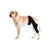 Small dog hind leg patella fixed leg brace
