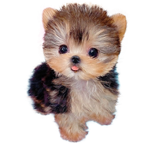 Yorkshire Terrier Puppies Purebred Puppies Pet Dogs Live Competition Small Size Teacup Puppies Gold Head Snow White Silver