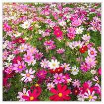 Cosmos flower seeds Gesang flower seeds colorful four-season sowing and blooming easy-to-live flower seeds courtyard outdoor planting