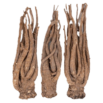 Whole root of Angelica sinensis without sulfur 10-12 sticks 500g Gansu Min County Chinese medicinal materials with Codonopsis Astragalus and Angelica combination soup