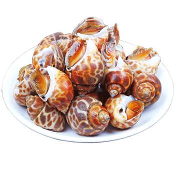 Extra large deep sea snail fresh seafood dongfeng snail shellfish