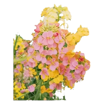 Ornamental colorful rapeseed flowers high-quality rapeseed seeds colorful rapeseed seeds high-yielding oil extraction spring and autumn sowing flowers