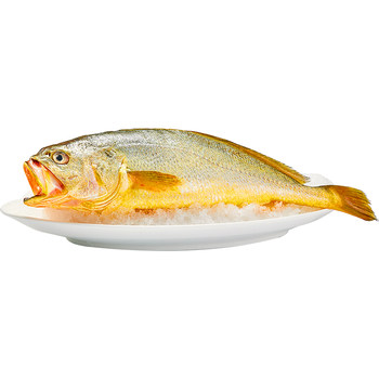 Fresh large yellow croaker delivered directly from sf express