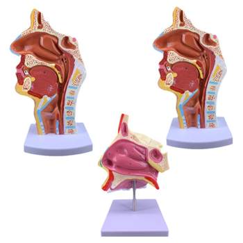 Frost niche oropharyngeal anatomical teaching aid model manufacturer direct sales