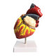 Standard anatomical removable simulated natural big heart model