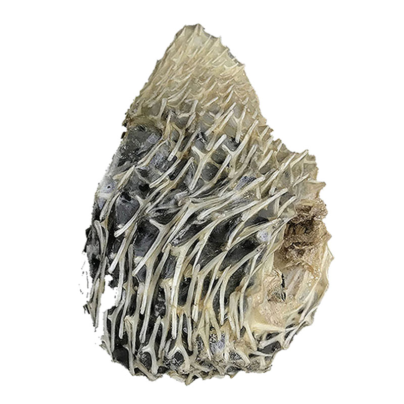 Zhanjiang Yangjiang large dried oysters, freshly sun-dried and natural without extracting oil