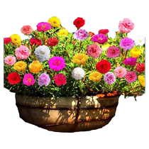Тяжелый цветочный посевной сезон цветочного посева Лёгкая для того чтобы стать живым цветочным семенным Балконом Крытый