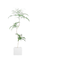 Simulated Plant Jacaranda Chinese Zen Style Bionic Green Plant Fake Tree Potted Indoor Living Room Floor-Standing Decorative Ornaments