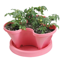 Shouguang soil potted dwarf cherry tomato seedlings four seasons spring and autumn tomato balcony explosion pot seedlings
