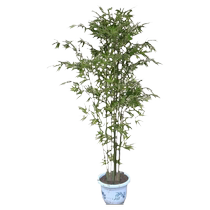 Бамбук Fry Patio Plant Potted Plant Potted Season Evergreen Green Gold Bamboo Fry Gold Induled Jade Rohan Bamboo Mul