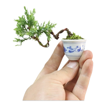 Miniature Small Pint Greeting Guest Pine Bonsai Pearl Ground Platinum Small Bonsai Office Potted Landscape All Season Evergreen Real Trees
