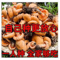 Pine tree strain black fir fungus pack high-yielding high-quality strain pack domestic strain yellow fir fungus fir tree fungus balcony courtyard
