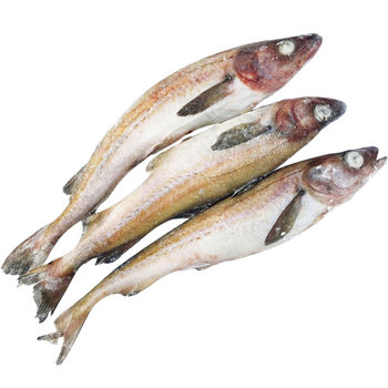 Fresh frozen whole pollack yanbian specialty