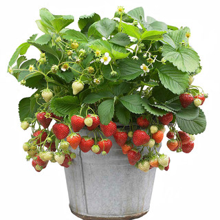 Heidi's garden strawberry seedlings potted seedlings seeds autumn and winter multi-season fruit original soil original pot red cream