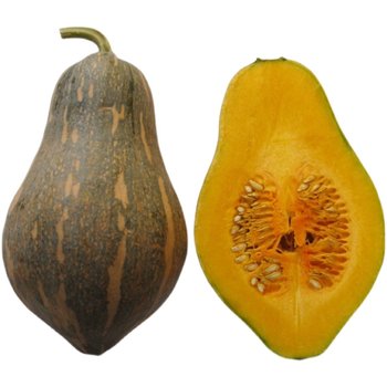 Freshly picked taro pumpkin