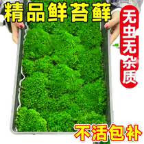 青苔藓鲜活微景观绿植盆景桌面假山造景材料永生白发短绒植物盆栽