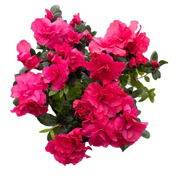 Rhododendron camellia winter flowering flower shrub