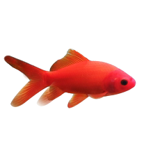 Ornamental fish goldfish live fish large cold-water fish and grass goldfish golden crucian carp big red grass carp freshwater fish live fish cold-water parrot