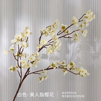 Красота относится к вишневому белому